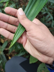 Furcraea guerrerensis