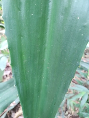 Furcraea guerrerensis