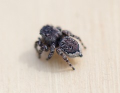 Maratus lobatus