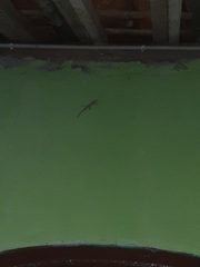 Hemidactylus platyurus