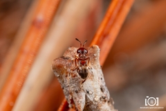 Encyrtus