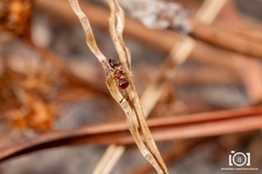 Encyrtus