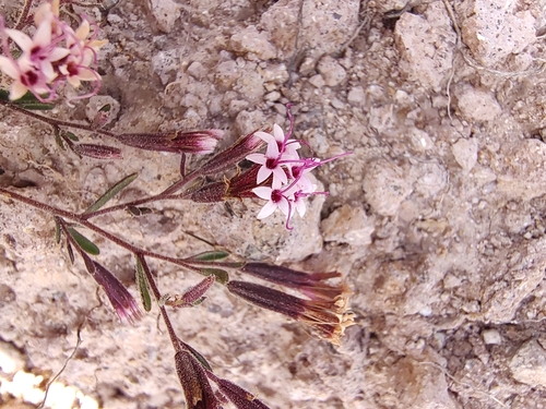 Image of Stevia viscida by (c) Abraham Sánchez Romero, some rights reserved (CC BY)