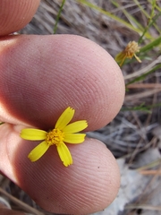 Oxypappus scaber