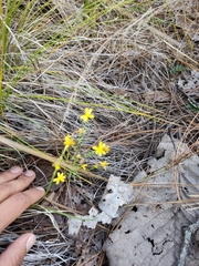 Oxypappus scaber