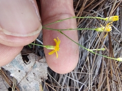 Oxypappus scaber