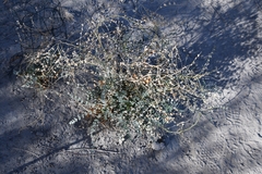 Astragalus beckwithii