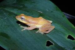 Chirixalus trilaksonoi