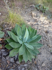 Agave maximiliana