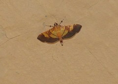 Syngamia latimarginalis