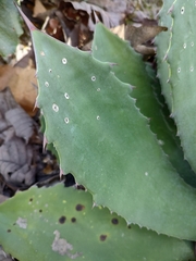 Agave maximiliana