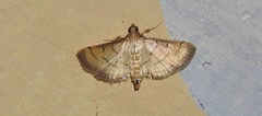 Cnaphalocrocis patnalis