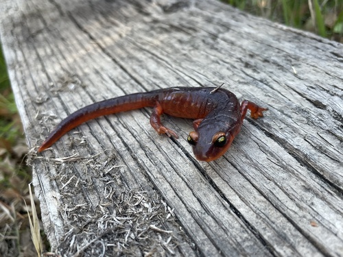 iNaturalist observation photo of Yellow-eyed Ensatina