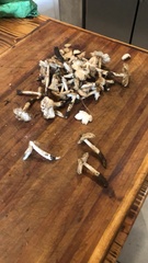 Termitomyces clypeatus