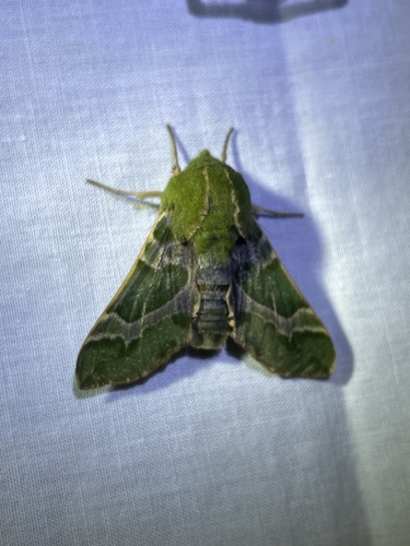 iNaturalist observation photo of Pacific Green Sphinx