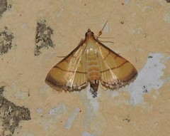 Cnaphalocrocis rutilalis