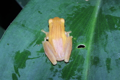 Chirixalus trilaksonoi