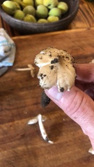 Termitomyces clypeatus