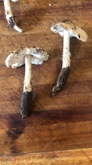 Termitomyces clypeatus