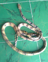 Boiga cynodon