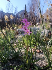 Ixia scillaris