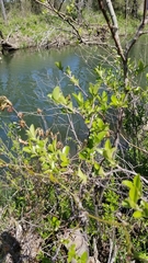 Alnus maritima