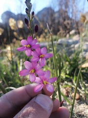 Ixia scillaris