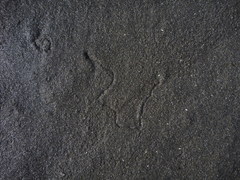 Aglaja ocelligera