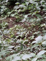 Erinaceus europaeus