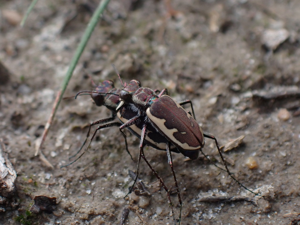 Lophyra nitidipes