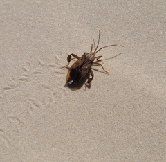 Melucha phyllocnemis