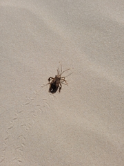 Melucha phyllocnemis