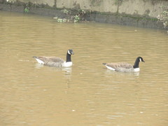 Branta canadensis