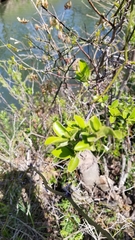 Alnus maritima