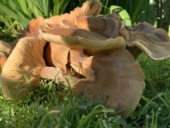 Armillaria mellea