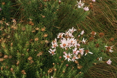 Diplostephium hartwegii