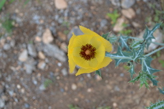 Argemone aenea
