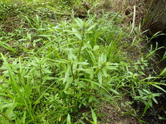 Hygrophila lacustris