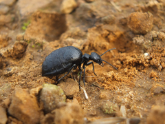 Meloe rugosus