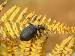Meloe rugosus