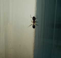 Camponotus