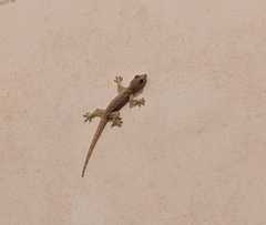 Hemidactylus platyurus