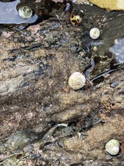 Crepipatella lingulata