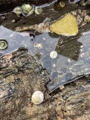 Crepipatella lingulata