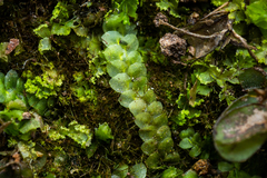 Calypogeiaceae