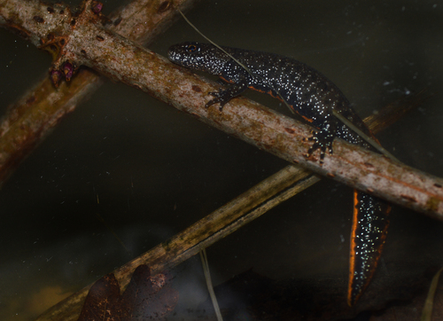 Great Crested Newt