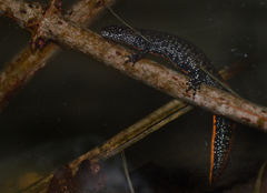 Crested Newt photo 6