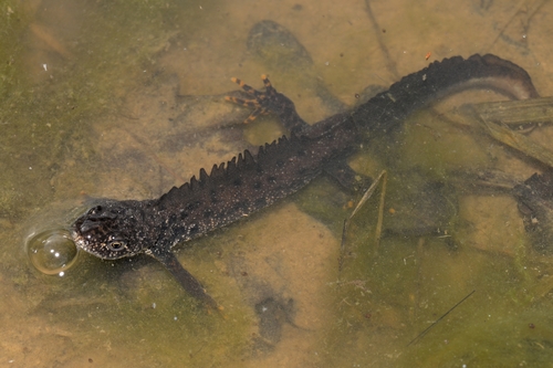Great Crested Newt