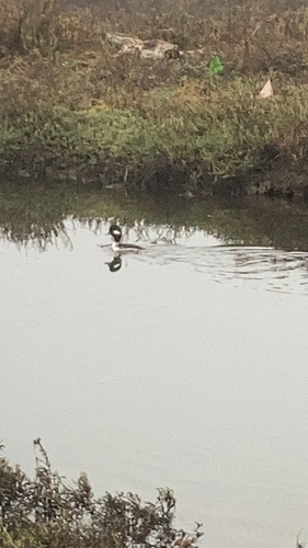 iNaturalist observation photo of Bufflehead