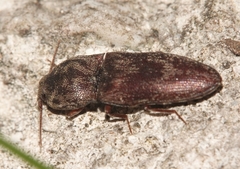 Lacon modestus